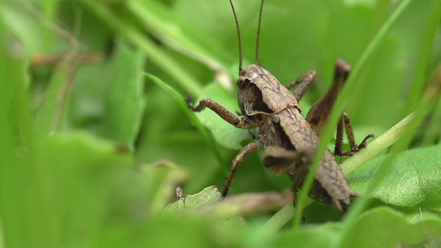 蚱蜢视频素材