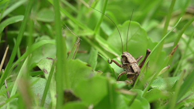 蚱蜢视频素材