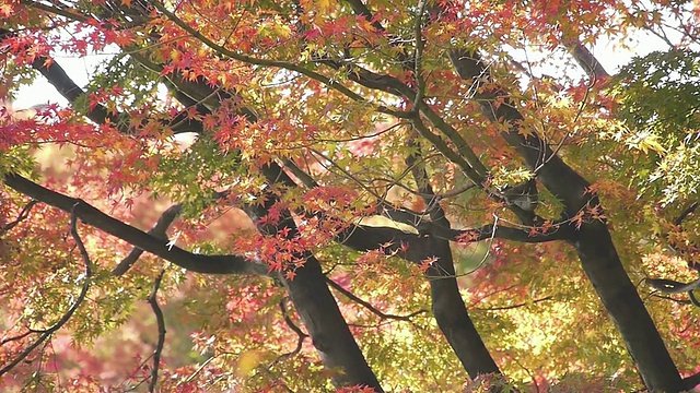 秋天的枫叶在池塘里视频素材