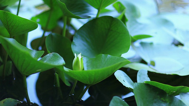 荷花和睡莲视频素材