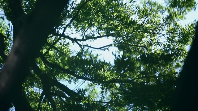 树木在流水中的反射视频素材