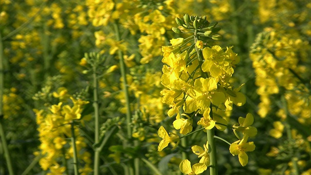 油菜籽在风中飘扬视频素材