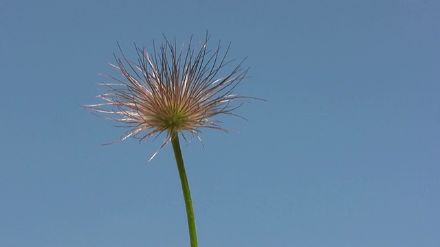 高清:花视频素材