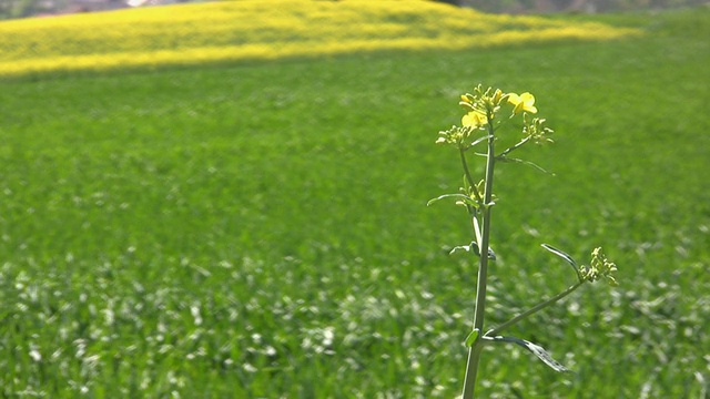 高清:油菜花视频素材