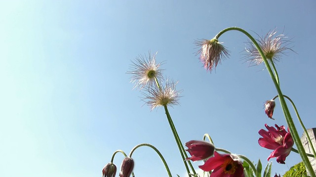 高清:花视频素材