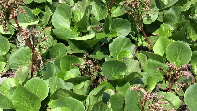 高清:植物视频素材