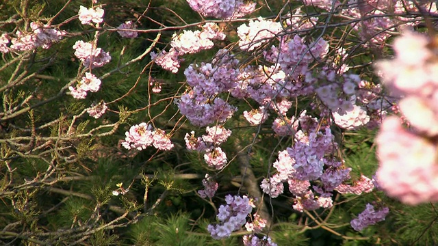 高清:鲜花树视频素材