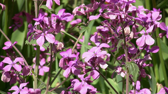 高清:花视频素材