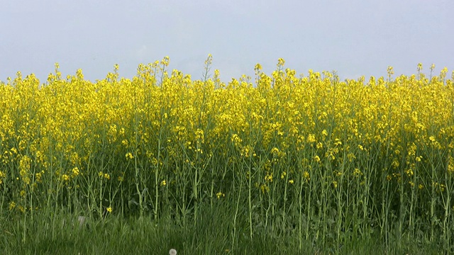 高清:油菜花字段视频素材