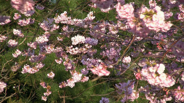 高清:鲜花树视频素材