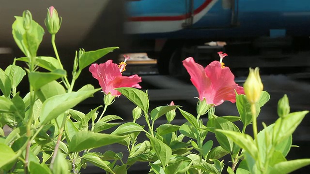 红色的芙蓉花在火车站。视频素材