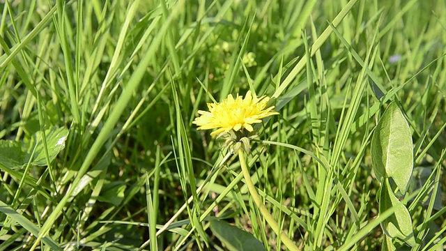 野地之花视频素材