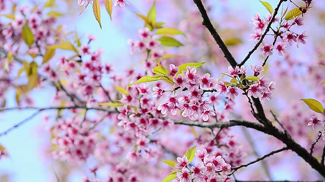 樱花视频下载