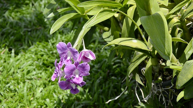 兰花视频素材