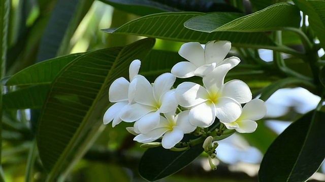 鸡蛋花视频素材