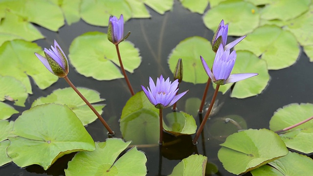 莲花视频素材