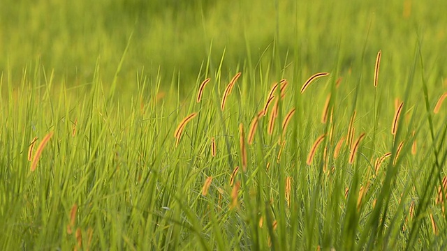 草视频下载