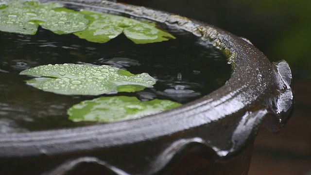 雨视频下载