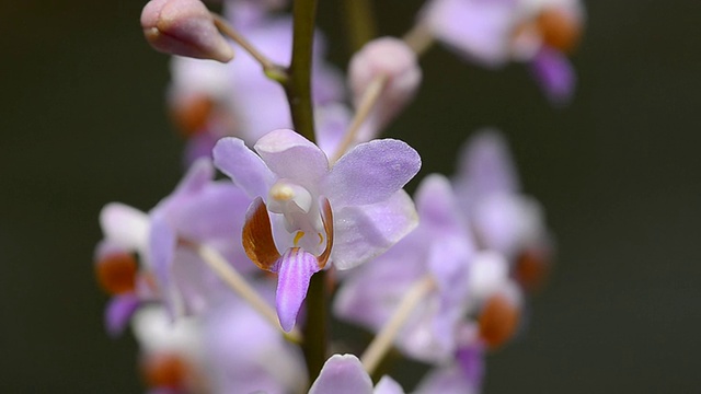 兰花视频素材