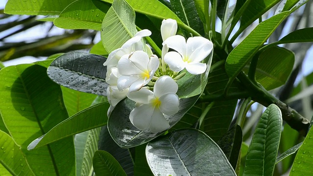 鸡蛋花视频下载