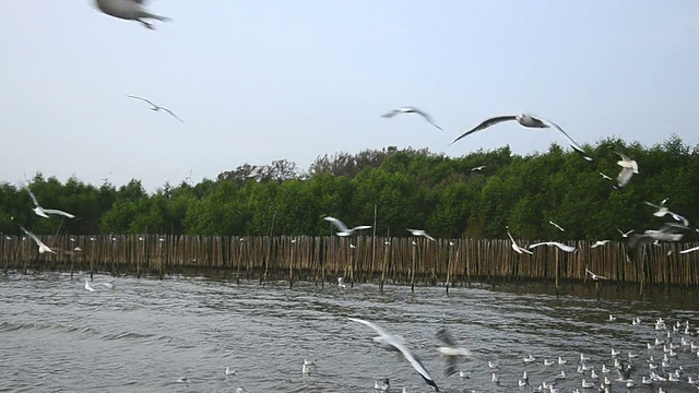 海鸥视频素材