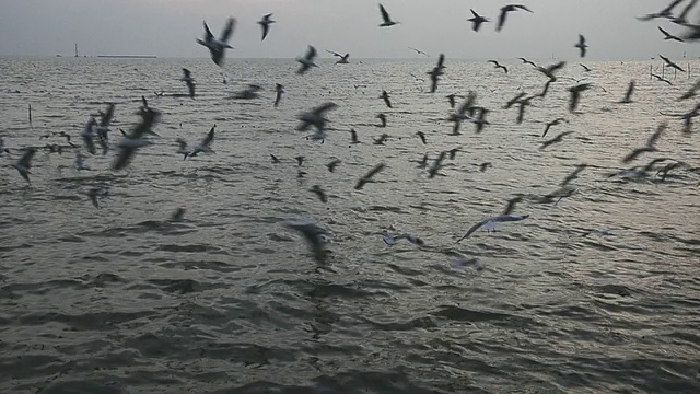 海鸥视频素材