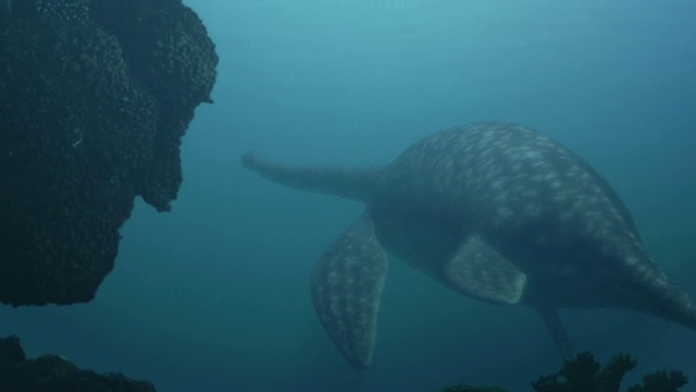 中等泛右-水下海洋生物攻击岩石附近的猎物。/美国加州洛杉矶视频素材