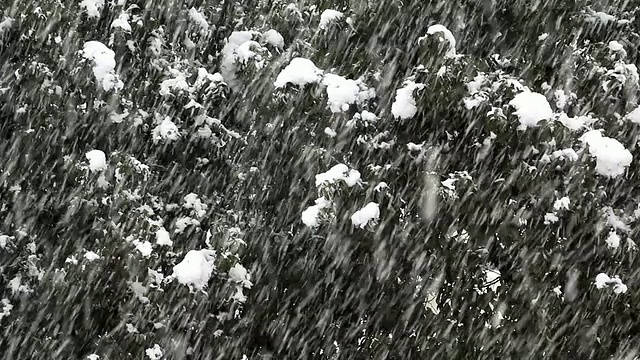 高清:雪花飘落的冬季场景(视频)视频素材