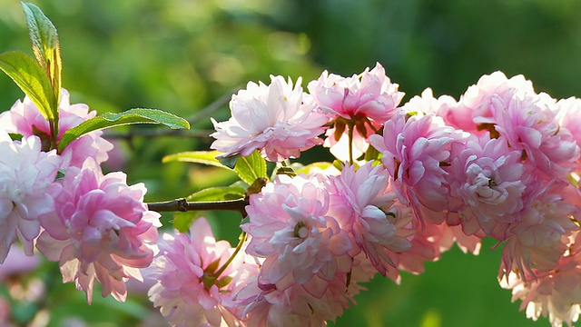 高清多莉:花丛视频素材