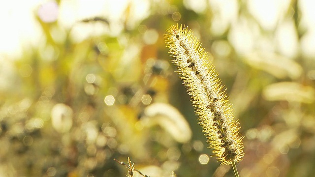 HD多莉:干草花在日落视频素材