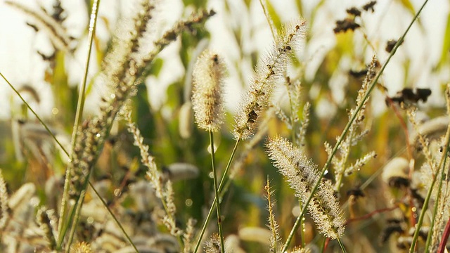 高清多莉:草花尾巴视频素材