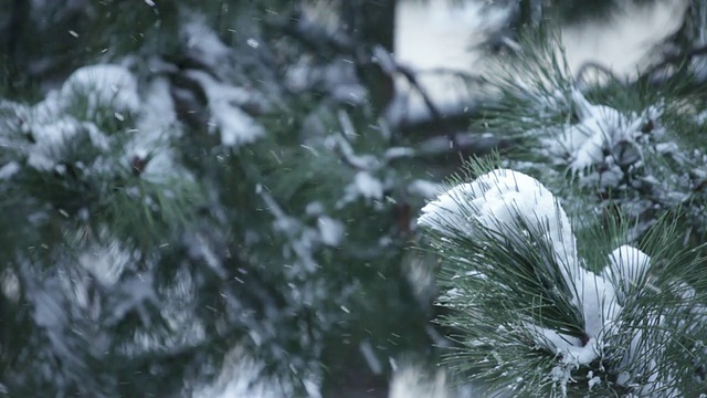 雪的特写与树的背景视频下载