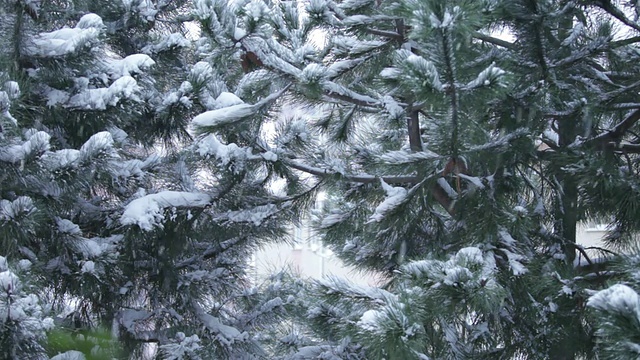 雪的特写与树的背景视频下载