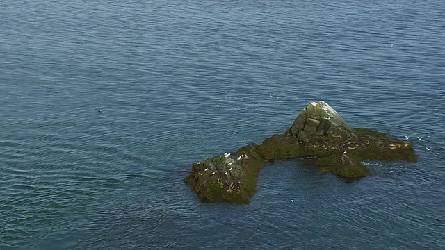 美国缅因州West Quoddy灯塔前，海鸟坐在岩石上的景象视频素材