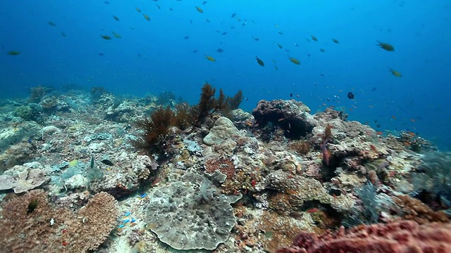 MS拍摄桶状海绵和珊瑚礁/西巴丹，仙本那，塔浮岛，马来西亚视频素材