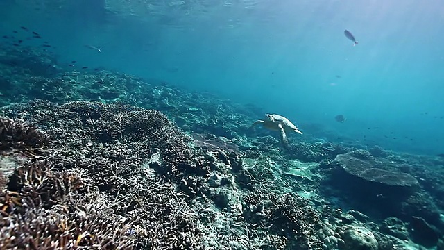 大绿海龟在平静的浅水中游过美丽的珊瑚礁/西巴丹岛，仙本那，马来西亚视频素材