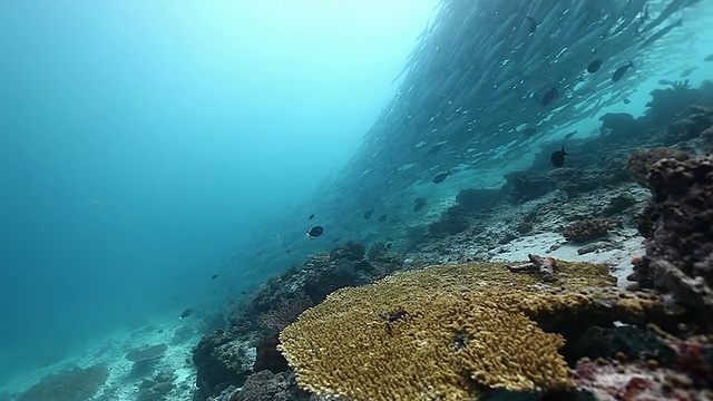 梭鱼学校流线游泳/西巴丹岛，仙本那，马来西亚塔瓦视频素材