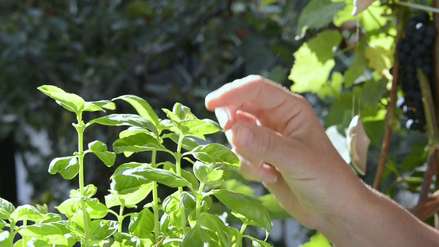 CU拍摄的女人闻罗勒叶(Ocimum) / Landshut，巴伐利亚，德国视频素材