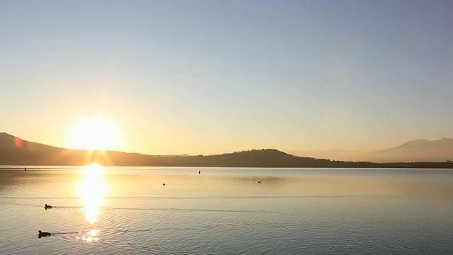 夕阳下，鸭子在平静的湖面上漂浮视频素材