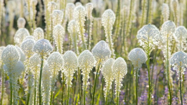 盛开的Beargrass (Xerophyllum tenax)在风中摇摆的MS R/F Shot在大山/白鱼，蒙大拿，美国视频素材