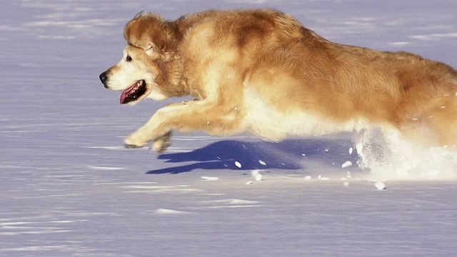 金毛猎犬在雪地里玩耍视频素材