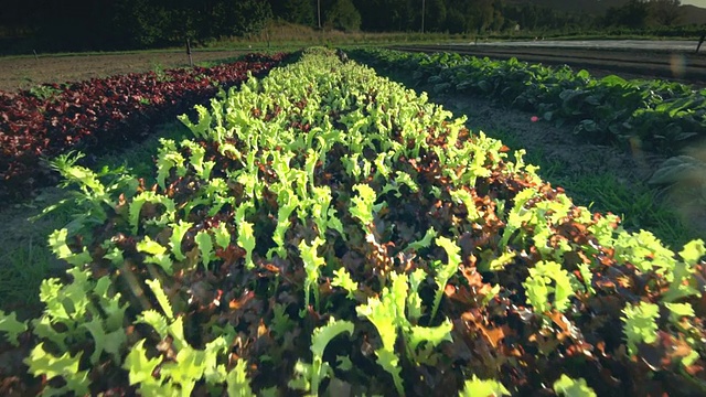 美国俄勒冈州Langlois有机农场的绿叶蔬菜视频素材