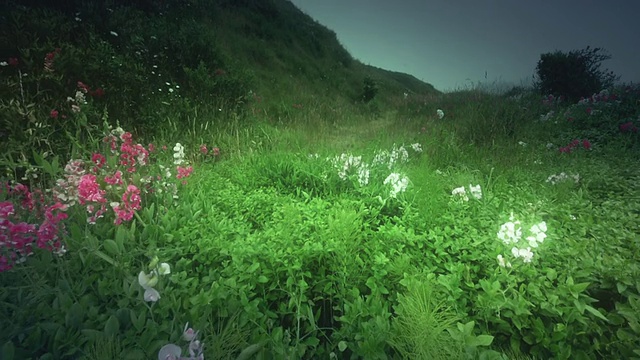 MS SLO MO POV女子慢跑与鲜花小径/ Cape Blanco，俄勒冈州，美国视频素材