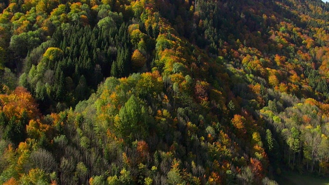 德国巴伐利亚Rottach Egern山坡上五颜六色的秋天树梢视频素材