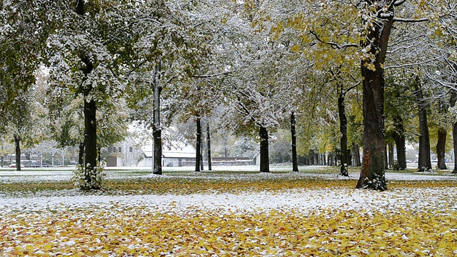 德国巴伐利亚州兰茨胡特公园，雪花飘落在树上五颜六色的秋叶上视频素材