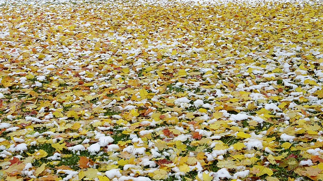 雪花落在五彩缤纷的秋叶上/德国巴伐利亚兰茨胡特视频素材