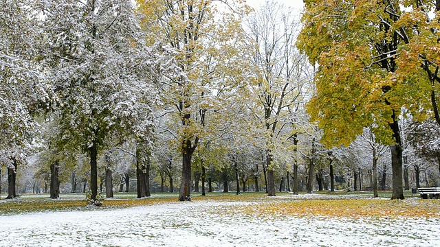 德国巴伐利亚州兰茨胡特公园，雪花飘落在树上五颜六色的秋叶上视频素材