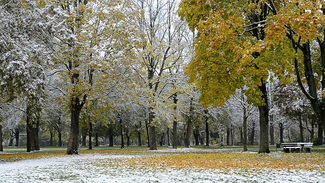 德国巴伐利亚州兰茨胡特公园，雪花飘落在树上五颜六色的秋叶上视频素材