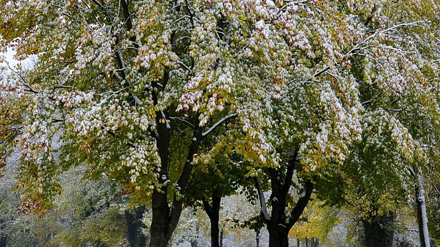 德国巴伐利亚州兰茨胡特，雪花飘落在树上五颜六色的秋叶上视频素材