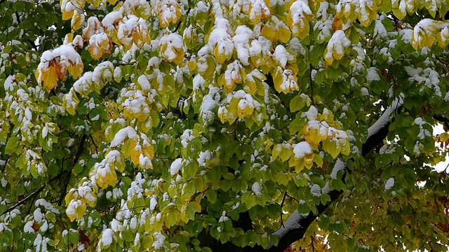 德国巴伐利亚州兰茨胡特，雪花飘落在树上五颜六色的秋叶上视频素材